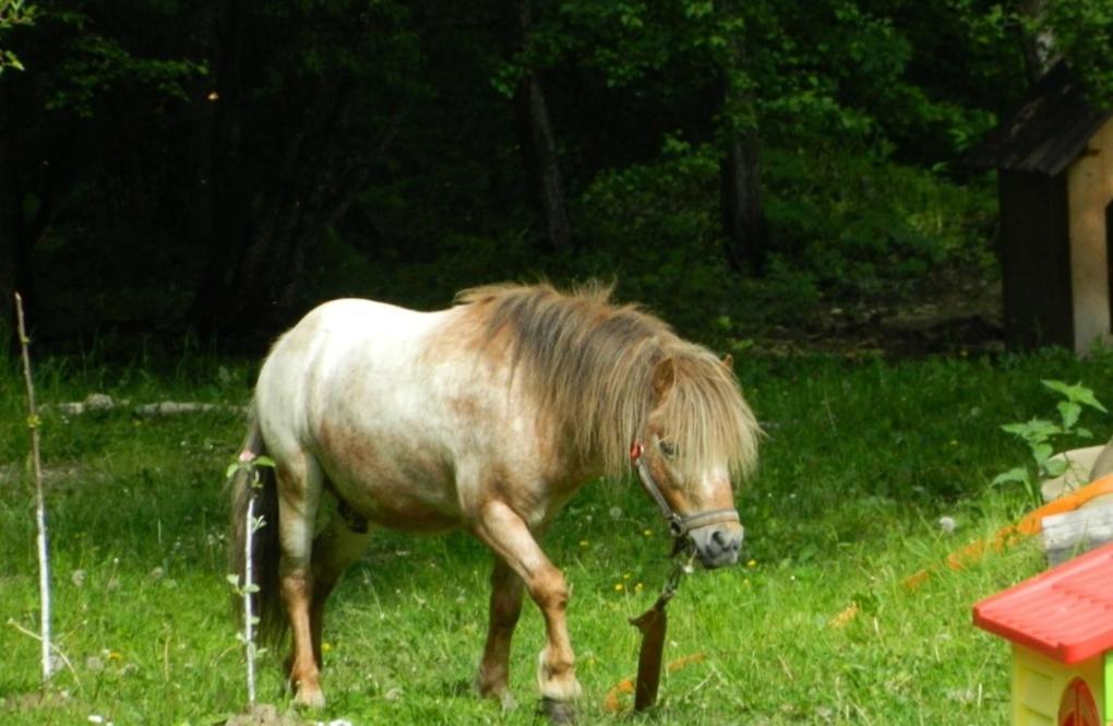 Pensiunea Valea Negrasului Trăisteni Extérieur photo